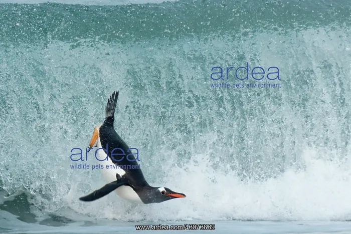 : Gentoo penguins( Pygoscelis papua) surfing on a : Gentoo penguins( Pygoscelis papua) surfing on a