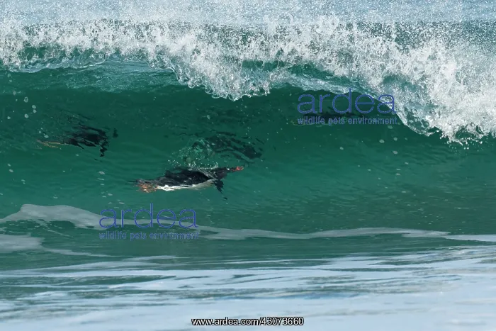 : Gentoo penguins (Pygoscelis papua) surfing on a : Gentoo penguins (Pygoscelis papua) surfing on a