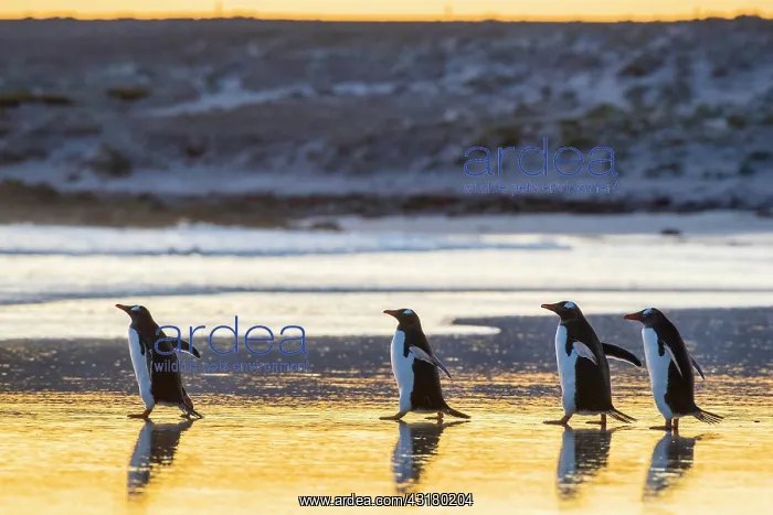 : Gentoo penguins (Pygoscelis papua) on the way to : Gentoo penguins (Pygoscelis papua) on the way to