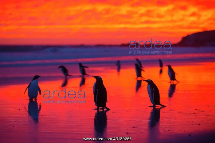  : Gentoo penguins (Pygoscelis papua) on the way to