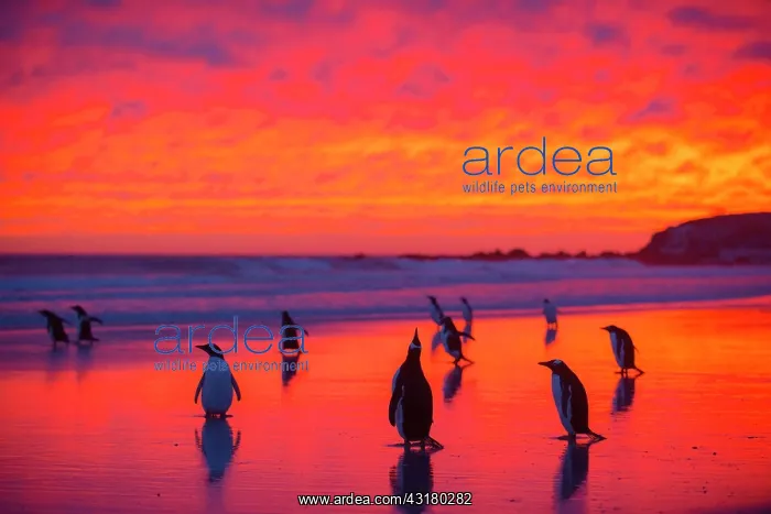 : Gentoo penguins (Pygoscelis papua) on the way to : Gentoo penguins (Pygoscelis papua) on the way to