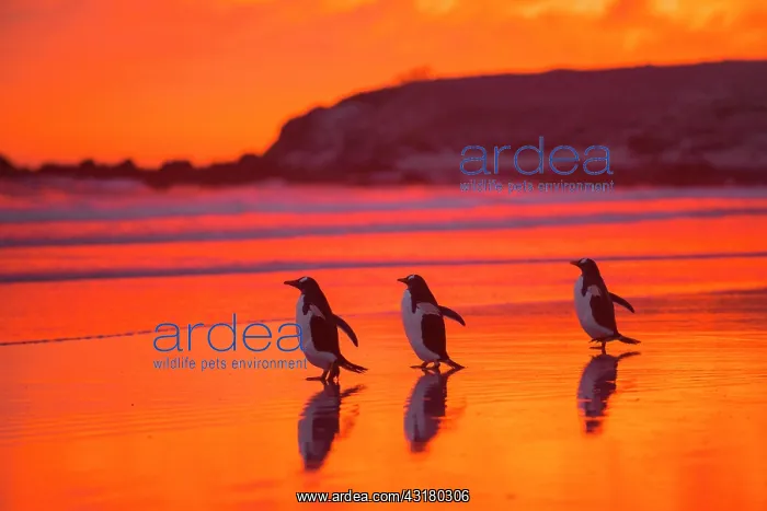 : Gentoo penguins (Pygoscelis papua) on the way to : Gentoo penguins (Pygoscelis papua) on the way to