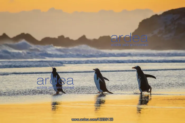 : Gentoo penguins (Pygoscelis papua) on the way to : Gentoo penguins (Pygoscelis papua) on the way to