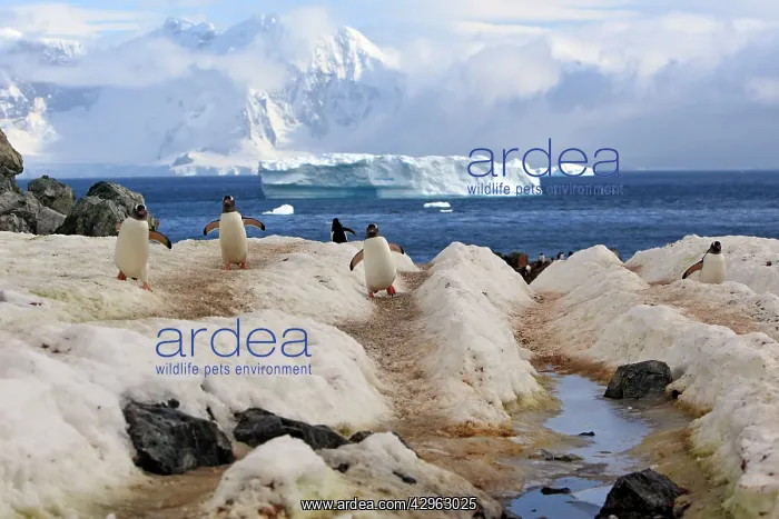 : Gentoo Penguins - returning to the colony - Ronge : Gentoo Penguins - returning to the colony - Ronge