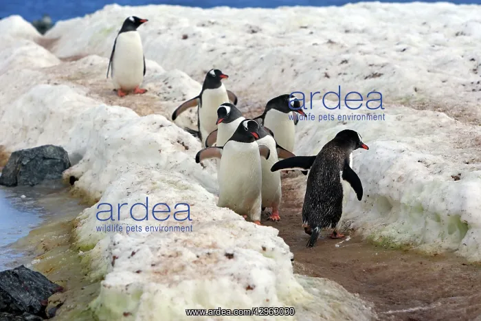 : Gentoo Penguins - returning to the colony - Ronge : Gentoo Penguins - returning to the colony - Ronge