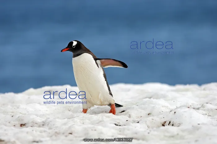 : Gentoo Penguins - returning to the colony - Ronge : Gentoo Penguins - returning to the colony - Ronge