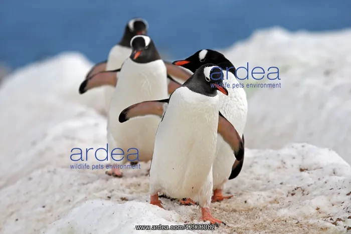 : Gentoo Penguins - returning to the colony - Ronge : Gentoo Penguins - returning to the colony - Ronge