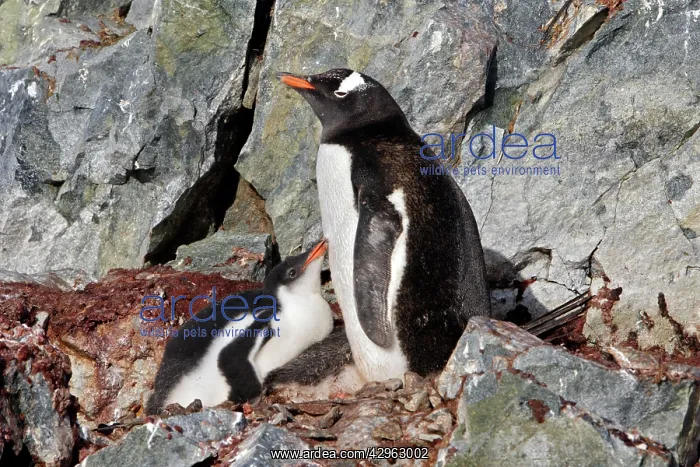 : Gentoo Penguins - Ronge island - Antarctic Peninsula : Gentoo Penguins - Ronge island - Antarctic Peninsula
