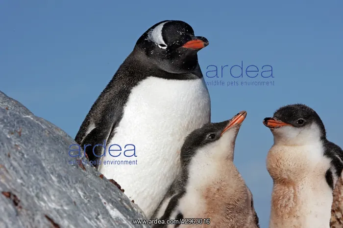 : Gentoo Penguins - Ronge island - Antarctic Peninsula : Gentoo Penguins - Ronge island - Antarctic Peninsula