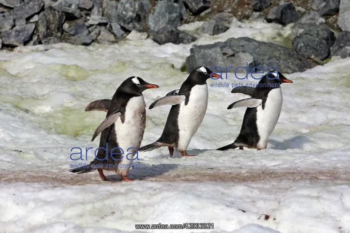 : Gentoo Penguins - Ronge island - Antarctic Peninsula : Gentoo Penguins - Ronge island - Antarctic Peninsula