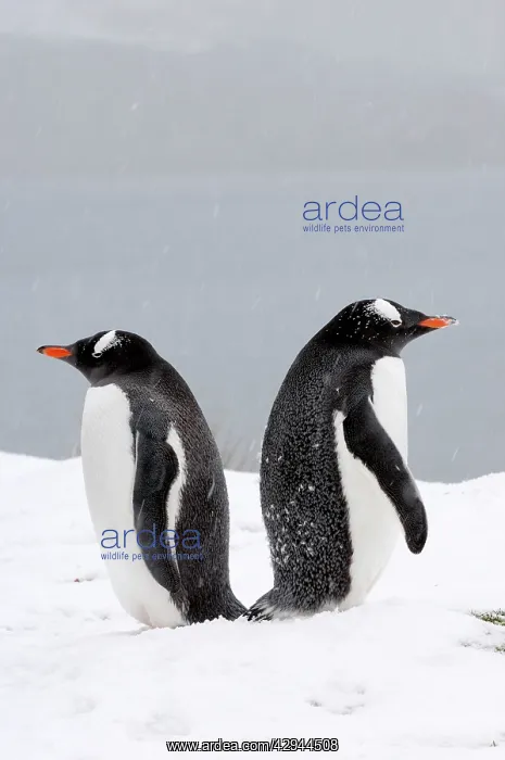 : Gentoo Penguins - in snow : Gentoo Penguins - in snow