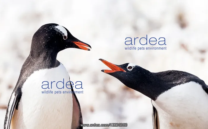 : Gentoo Penguins squawking : Gentoo Penguins squawking