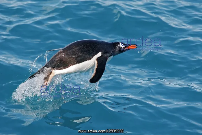 : Gentoo PenguinS- swimming : Gentoo PenguinS- swimming