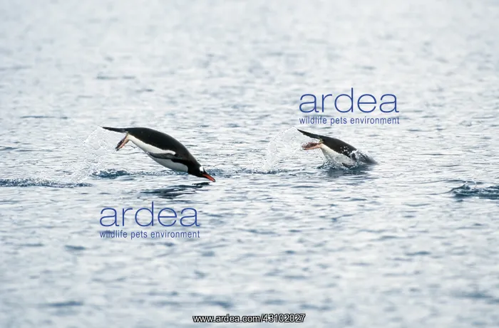  : Gentoo Penguins swimming