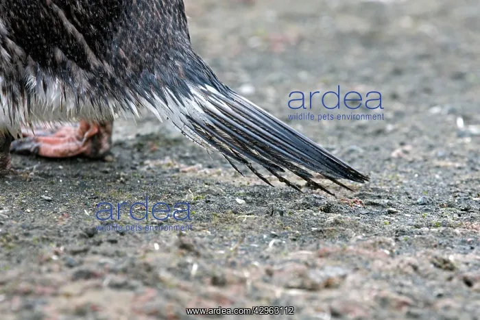 : Gentoo Penguins - tail feathers - Barrientos island : Gentoo Penguins - tail feathers - Barrientos island