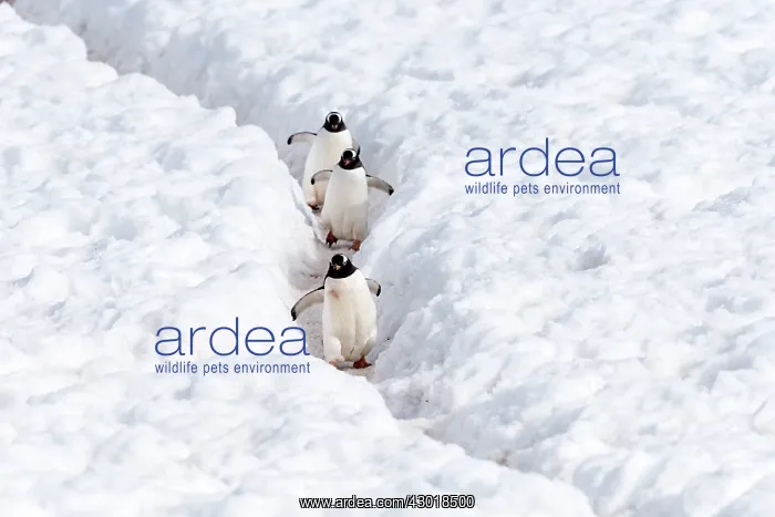 : Gentoo Penguins walking on penguin highway : Gentoo Penguins walking on penguin highway