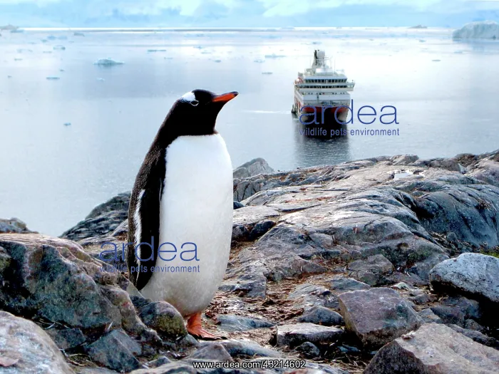 : A Gentoo (Pygoscelis papua) at Neko Harbor : A Gentoo (Pygoscelis papua) at Neko Harbor