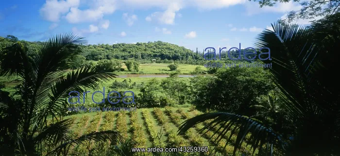 : Geo. USA, Hawaii, Kauai, Landschaft bei : Geo. USA, Hawaii, Kauai, Landschaft bei