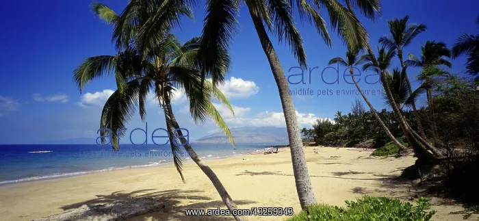 : Geo. USA, Hawaii, Maui, Strand von Kihei : Geo. USA, Hawaii, Maui, Strand von Kihei