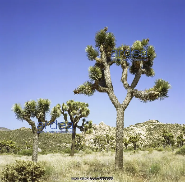 : Geo. USA, Kalifornien, Joshua Tree National Park : Geo. USA, Kalifornien, Joshua Tree National Park