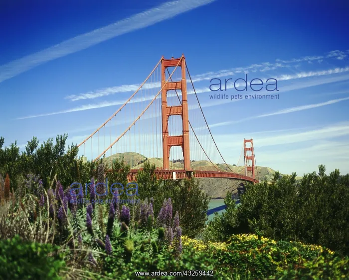 : Geo. USA, Kalifornien, San Francisco, Br&x23ae5bac; : Geo. USA, Kalifornien, San Francisco, Br&x23ae5bac;