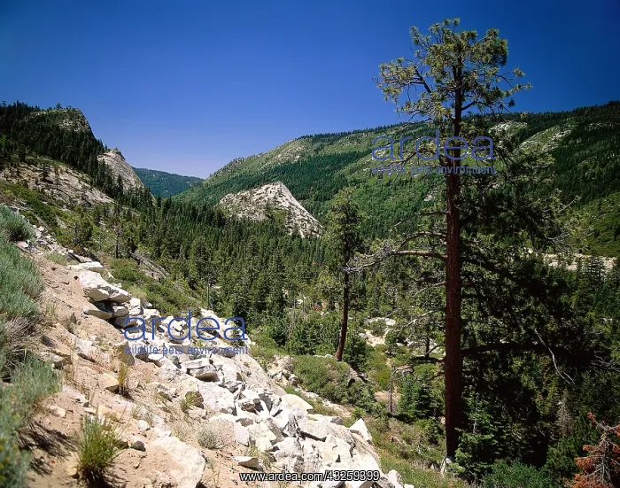 : Geo. USA, Kalifornien, Sierra Nevada Mountains : Geo. USA, Kalifornien, Sierra Nevada Mountains