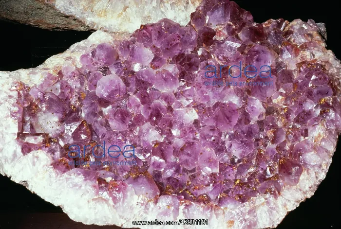 : Geode, Quartz (variety Amethyst) - Purple : Geode, Quartz (variety Amethyst) - Purple