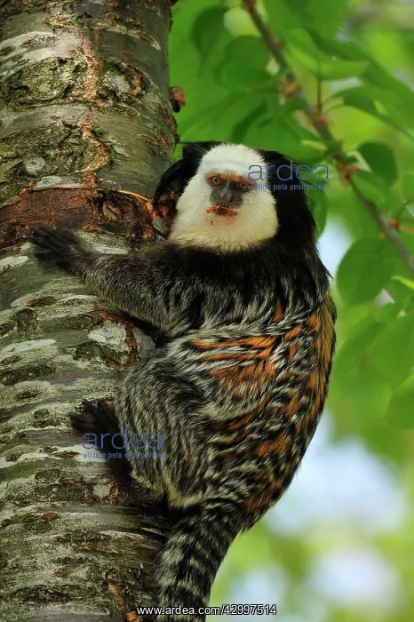 : Geoffroy Tufted-ear Marmoset / White-headed Marmoset : Geoffroy Tufted-ear Marmoset / White-headed Marmoset