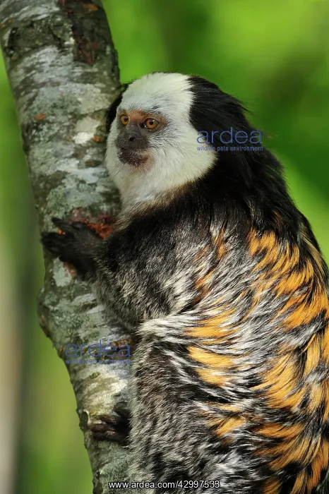 : Geoffroy Tufted-ear Marmoset / White-headed Marmoset : Geoffroy Tufted-ear Marmoset / White-headed Marmoset