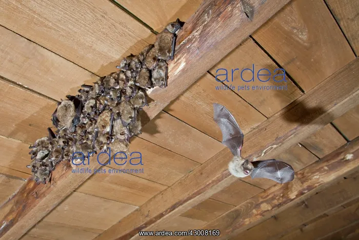 : Geoffroy's Bat in flight at colony with young Allariz : Geoffroy's Bat in flight at colony with young Allariz