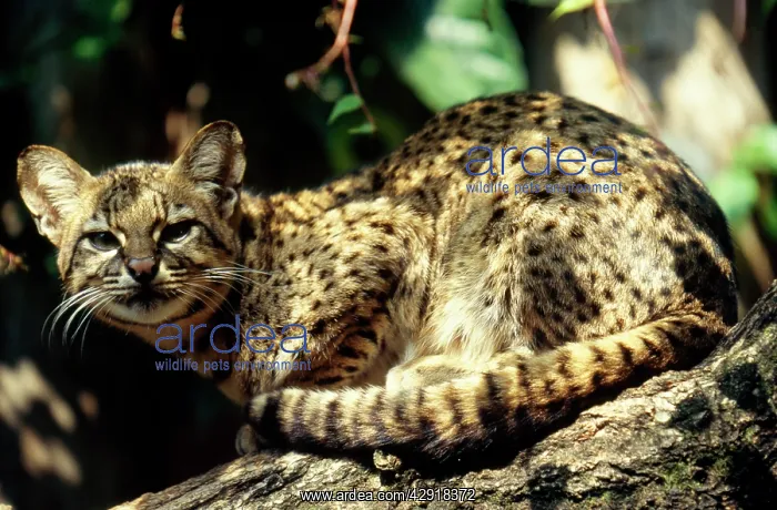 : Geoffroy's Cat / Ocelot - salinarum subspecies : Geoffroy's Cat / Ocelot - salinarum subspecies