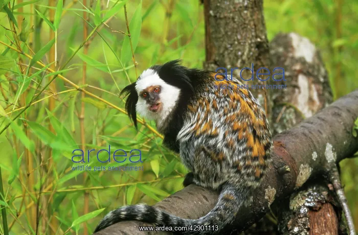 : Geoffroy's Marmoset - Also known as: Geoffroy's : Geoffroy's Marmoset - Also known as: Geoffroy's