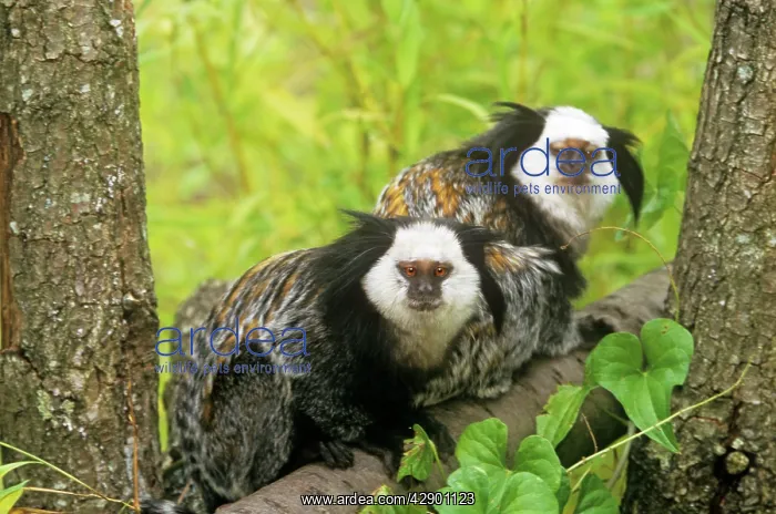 : Geoffroy's Marmoset - Also known as: Geoffroy's : Geoffroy's Marmoset - Also known as: Geoffroy's