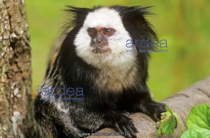 : Geoffroy's Marmoset - Also known as: Geoffroy's : Geoffroy's Marmoset - Also known as: Geoffroy's