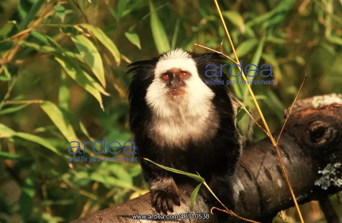: GEOFFROYS MARMOSET - on tree : GEOFFROYS MARMOSET - on tree