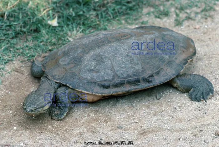 : Geoffroy's Side-necked Turtle : Geoffroy's Side-necked Turtle