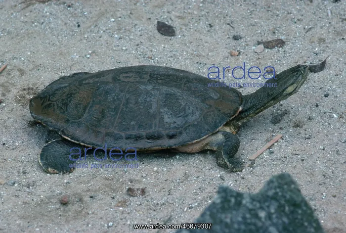 : Geoffroy's Side-necked Turtle : Geoffroy's Side-necked Turtle