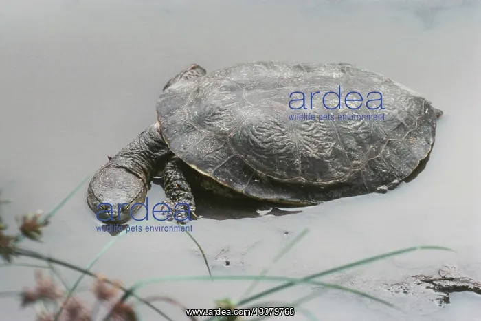 : Geoffroy's Sideneck Turtle : Geoffroy's Sideneck Turtle