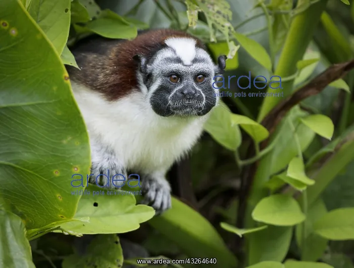 : Geoffroy's Tamarin (Saguinus geoffroyi), lake Gatun : Geoffroy's Tamarin (Saguinus geoffroyi), lake Gatun