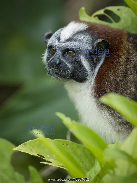 : Geoffroy's Tamarin (Saguinus geoffroyi), lake Gatun : Geoffroy's Tamarin (Saguinus geoffroyi), lake Gatun