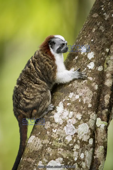 : Geoffroy's tamarin (Saguinus geoffroyi), Gamboa : Geoffroy's tamarin (Saguinus geoffroyi), Gamboa