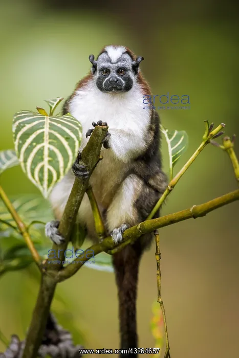 : Geoffroy's Tamarin (Saguinus geoffroyi), Gamboa : Geoffroy's Tamarin (Saguinus geoffroyi), Gamboa
