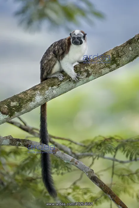 : Geoffroy's Tamarin (Saguinus geoffroyi), Gamboa : Geoffroy's Tamarin (Saguinus geoffroyi), Gamboa