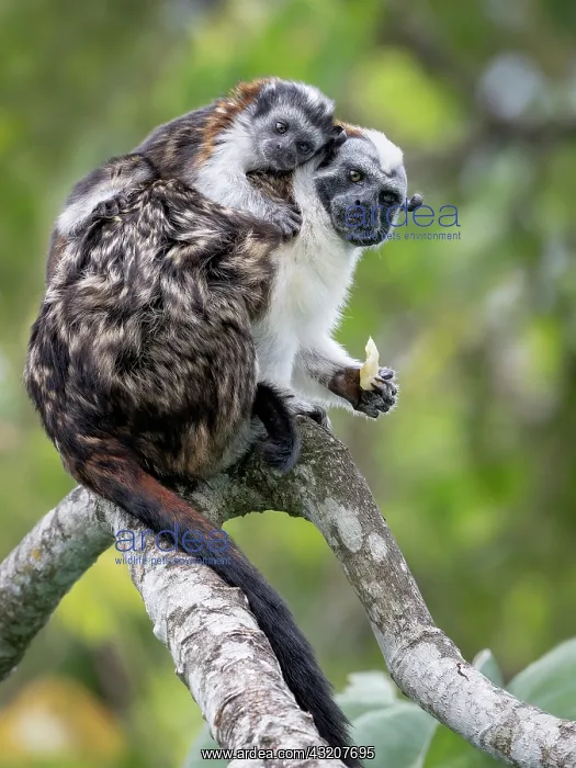: Geoffroy?s Tamarin (Saguinus geoffroyi), male ca : Geoffroy?s Tamarin (Saguinus geoffroyi), male ca