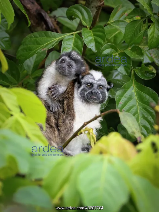 : Geoffroy?s Tamarin (Saguinus geoffroyi), male ca : Geoffroy?s Tamarin (Saguinus geoffroyi), male ca