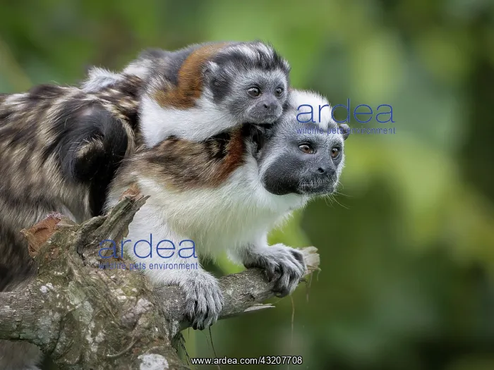 : Geoffroy?s Tamarin (Saguinus geoffroyi), male ca : Geoffroy?s Tamarin (Saguinus geoffroyi), male ca