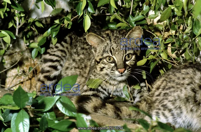: Geoffroy's Wild Cat : Geoffroy's Wild Cat