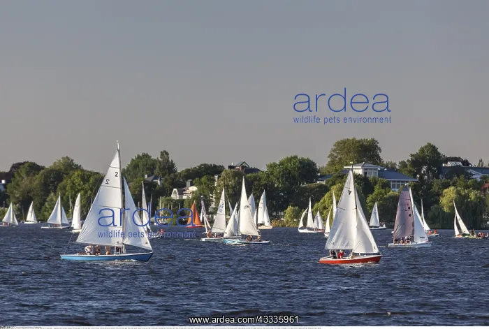 : Geografie, BRD, Hamburg, Hamburg, Segler auf der : Geografie, BRD, Hamburg, Hamburg, Segler auf der