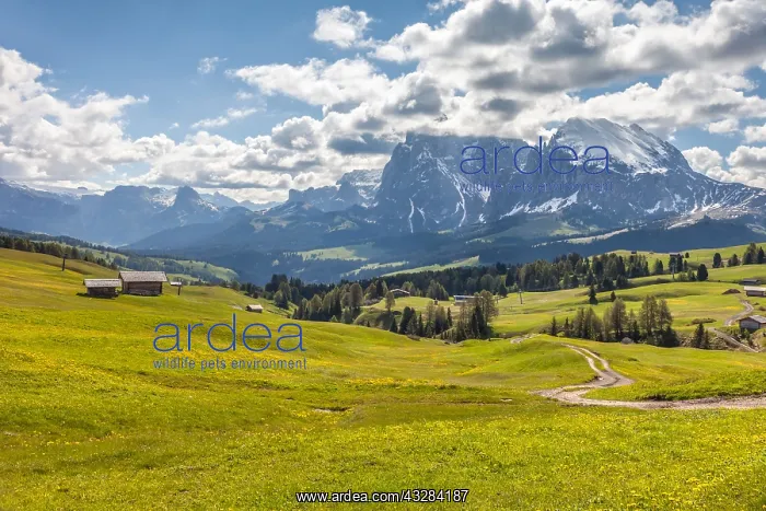 : Geografie, Italien, Almwiesen auf : Geografie, Italien, Almwiesen auf
