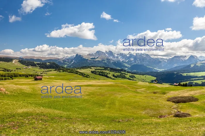 : Geografie, Italien, Almwiesen auf : Geografie, Italien, Almwiesen auf